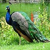 Colorful peacock slide pu…